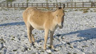 A horse at Whipsnade Zoo