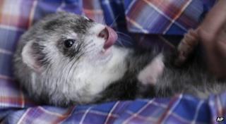 A ferret in a blanket