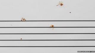 Bird droppings on music sheet