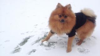 A dog with a snowball!