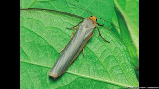 Scarce footman moth