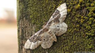 Least carpet moth