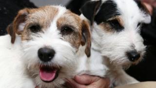 Two Russell Terrier dogs