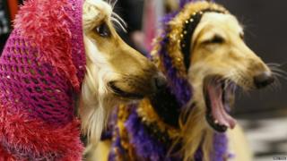 Afghan Hounds wear hoods during the first day of the Crufts Dog Show in Birmingham, central England March 7, 2013.