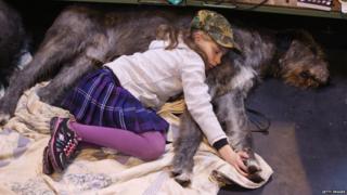Caitlin, aged 9, sleeps on her Irish wolfhound on the first day of Crufts dog show at the NEC on March 7, 2013 in Birmingham, England. The four-day show features over 25,000 dogs, with competitors travelling from 41 countries to take part. Crufts, which was first held in1891, sees thousands of dogs vie for the coveted title of Best in Show.