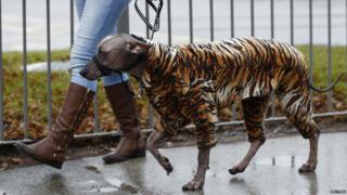 A dog arrives wearing a tiger print coat during the first day of the Crufts Dog Show in Birmingham