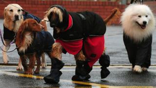 Dogs arrive for Crufts 2013 at the NEC, Birmingham.