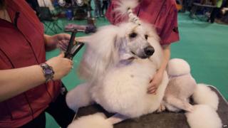 An owner uses hair straighteners whilst grooming her Standard poodle during the second day of the Crufts dog show in Birmingham, in central England on March 8, 2013.