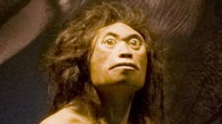 Age Of 'Hobbit' Species Revised - BBC News