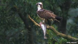 rutland water ospreys