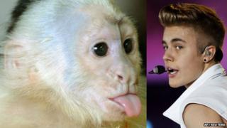 Justin Bieber's former pet monkey (left) and Justin Bieber