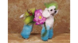 A dog groomed with a bright flower design.