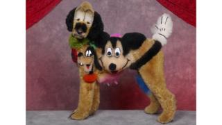 A dog groomed with Disney character designs - Goofy and Minnie Mouse.