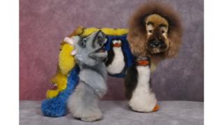 Dog groomed to look like a lion, hippo and penguins.