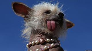 Josie, a Chinese crested dog