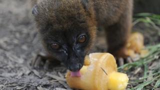 A red-bellied Lemur licks a vegetable ice lolly