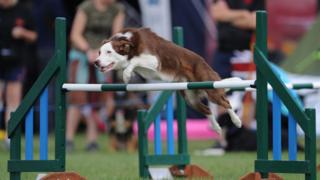 Dog jumping in contest