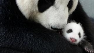 panda and baby