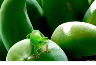 A green lizard perching on some bright green papaya.