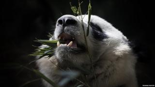 A panda chewing on plants looking upwards