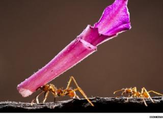 Two tree-cutter ants crawl back to their nest, one of them holds part of a bright pink leaf.
