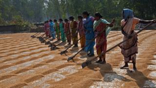 women in a line with rakes de-stoning rice