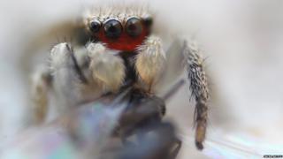 Jumping spider attacking an insect