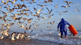 Fisherman gives food to the seagulls