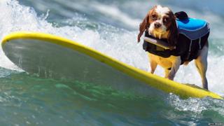 Dog on bright yellow surf board!