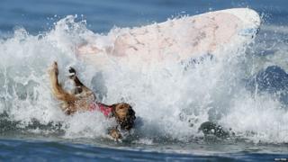 Dog falls off surf board