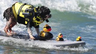 A dog surfing... with FBI dressed rubber ducks!