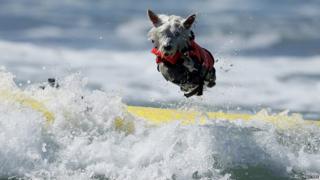 Little dog bails while trying to surf