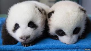 Panda twin cubs at Atlanta zoo