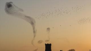 Starlings over Carmarthen by Nigel McCall