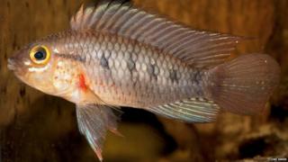Apistogramma cinilabra - a new type of fish