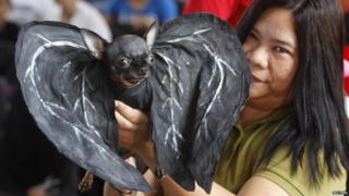 A pet owner displays her dog dressed as a bat