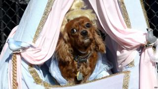 A dog dressed as "Cinderella" participates in the 23rd Annual Tompkins Square Halloween Dog Parade on October 26, 2013 in New York City. Thousands of spectators gather in Tompkins Square Park to watch hundreds of masquerading dogs in the countrys largest Halloween Dog Parade.
