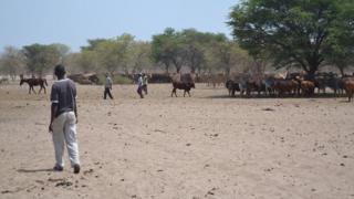 Botswana Bushmen: Modern Life Is Destroying Us - BBC News