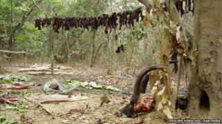 Lions 'Facing Extinction In West Africa' - Bbc News
