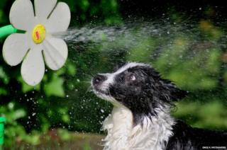 A dog being sprayed by a garden toy in the shape of a flower
