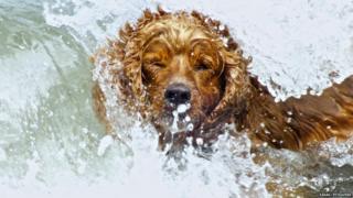 A dog being splashed by a wave