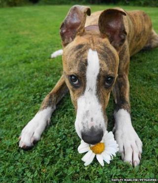 A dog lying on the lawn with a flower in its mouth