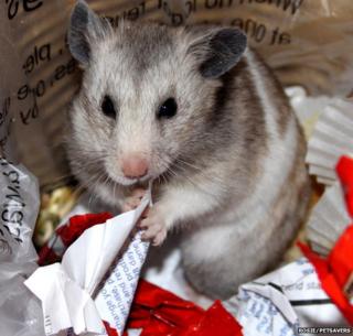 A grey hamster sat among waste paper