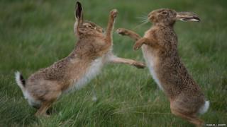 Brown hares boxing