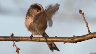 Long-tailed tit with feather for nest