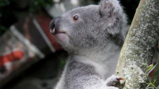 koala outside goes born zoo