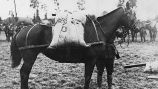 A pack horse used by British forces during World War I, Belgium, circa 1916.