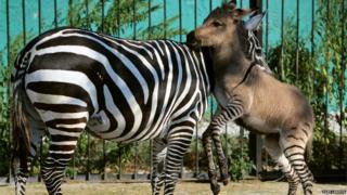 A hybrid of a zebra and a donkey plays with his mother