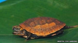 Vietnamese box turtle