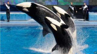 Trainers work with killer whales during the Believe show in Shamu Stadium at the SeaWorld Orlando theme park March 7, 2011